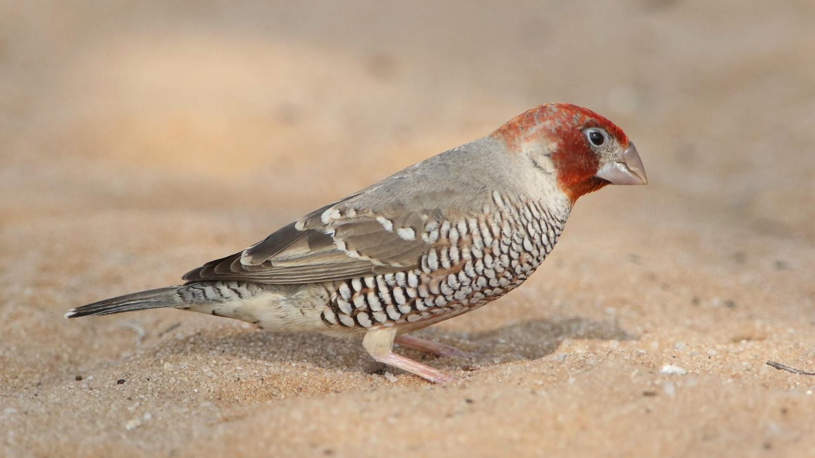 image Red-headed Finch